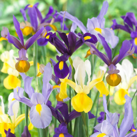 Iris Hollandica mixed (10 bulbi), bulbi iris olandez, stanjenei flori mari, divers colorate, Agrosem - Img 1