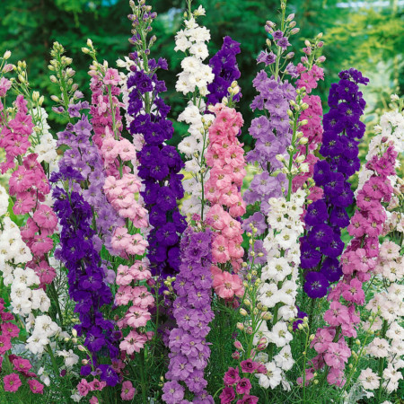 Nemtisori mix (0,3 g), seminte planta ornamentala anuala Delphinium consolida, flori impresionante, culori vii, Agrosem