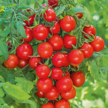 Rosii Balkonzauber (0,2 g), seminte soi timpuriu determinat, tomate cherry aromate pentru ghivece, Agrosem