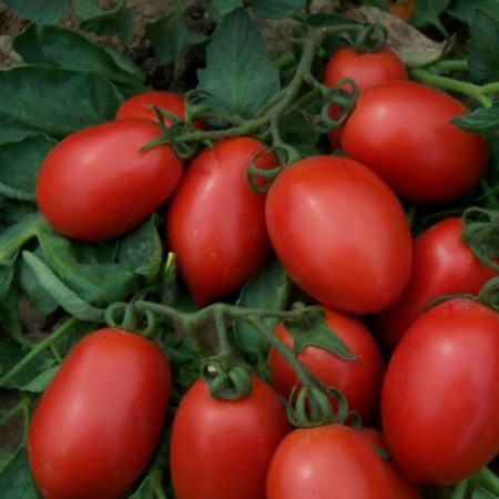 Rosii Kecskemeti 549 (1 g), seminte soi semitimpuriu determinat, tomate cilindric-alungite, Kertimag
