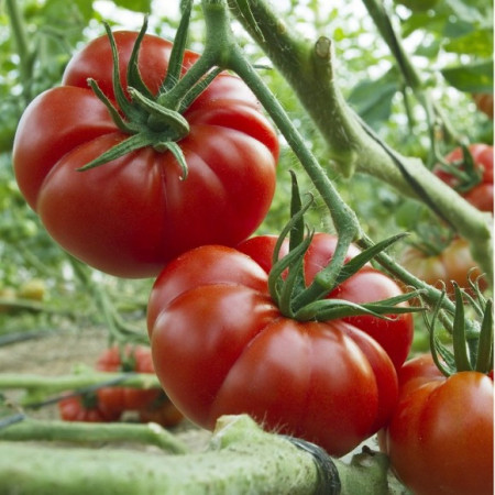 Rosii Marmande (0,5 g), seminte soi semitimpuriu determinat, tomate mari, fermitate buna, Prima Sementi