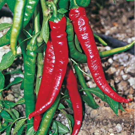 Ardei iute Corno di Capra (0,5 g), seminte soi semitimpuriu, fructe mari, rosii, gust iute, Agrosem