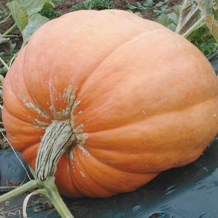 Dovleac furajer Atlantic Giant (1 g), seminte soi tardiv, dovleci uriasi, Prima Sementi