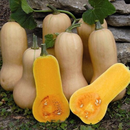 Dovleac placintar Waltham Butternut (5 g), seminte soi semitardiv dovleac gust dulce, Prima Sementi