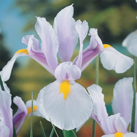 Iris Hollandica Carmen (10 bulbi), bulbi iris olandez, stanjenei flori mari, combinatie alb-mov, Agrosem - Img 1