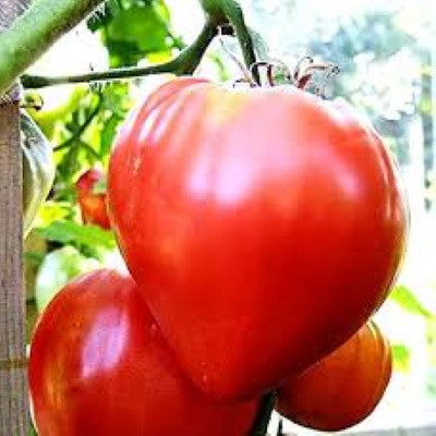 Rosii Inima de Bou rosu (0,2 g), seminte soi rustic semideterminat, tomate mari, suculente, Agrosem