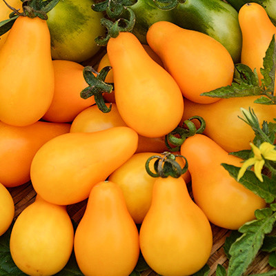 Rosii Yellow Pearshaped (0,2 g), seminte soi timpuriu nedeterminat, tomate galbene forma de para, dulci, zemoase, Agrosem