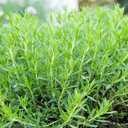 Tarhon (0,1 g), seminte planta aromatica perena Arthemisia dracunculus, foarte parfumat, Mefim Agro