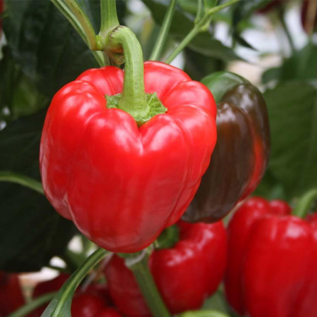 Ardei gras Blocky Red (0,7 g), seminte ardei rosu soi semitimpuriu, fructe mari, zemoase, Prima Sementi