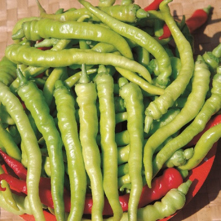 Ardei Sigaretta Biondo (0,35 g), seminte ardei soi semitimpuriu, fructe lungi galben-verzui, Nova Sem