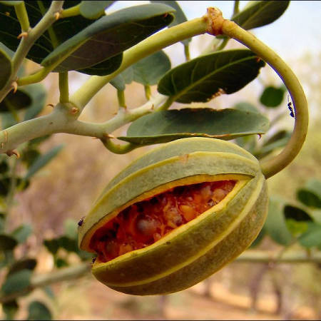 Capere (0,1 g), seminte planta aromatica perena Caparis spinosa, gust iute-acrisor, Agrosem