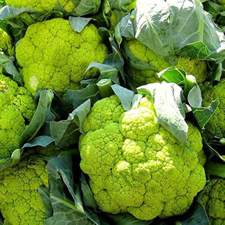Conopida verde Macerata Green (1 g), seminte soi tardiv, capatana mare, Agrosem