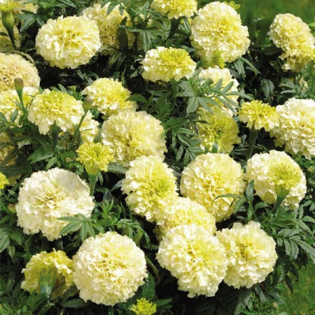 Craite pitice albe Vanilla (0,05 g), seminte planta ornamentala Tagetes patula nana, flori mari, crem, deosebit de frumoase, Agrosem
