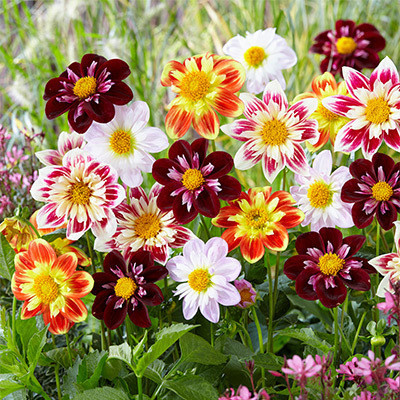 Dalie Collarette mix (0,2 g), seminte plante decorative Dahlia variabilis, flori simple, gulerate, bicolore, Agrosem