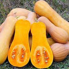 Dovlecel placintar Butternut Rugosa (1,5 g), seminte soi tardiv dovleac placintar gust dulce, aromat, Agrosem