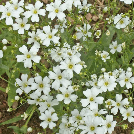 Floarea Miresei alba (0,8 g), seminte planta ornamentala anuala Gypsophila elegans, flori mici, albe, delicate, Agrosem