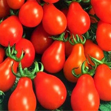 Rosii Radana (0,2 g), seminte soi semitimpuriu nedeterminat, tomate rosii forma de para, foarte productive, Agrosem