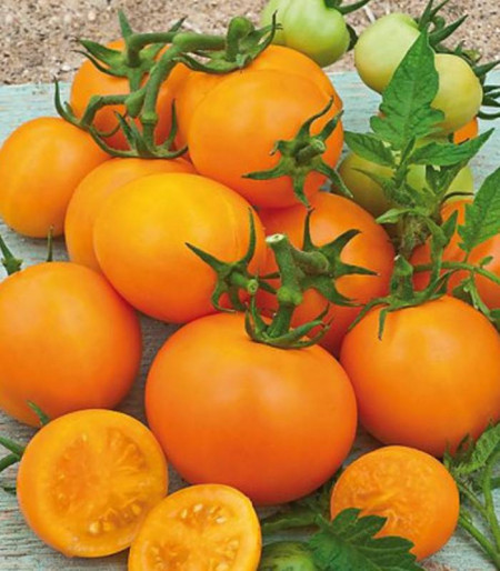 Rosii Zloty Ozarowsky (0,2 g), seminte soi semitimpuriu nedeterminat, tomate portocalii foarte gustoase, Agrosem