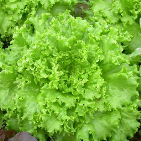 Salata creata Gentilina (1,5 g), seminte soi timpuriu, salata creata Gentelina, frunze mari, verzi, Agrosem