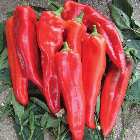 Ardei capia Cosmin (0,3 g), seminte soi semitarziu, fructe dulci, aromate, Prima Sementi