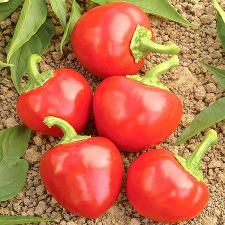 Ardei iute Picante Calabrese (0,7 g), seminte soi productiv, fructe tip cireasa, bune pentru conservare, Prima Sementi