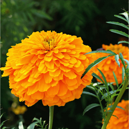 Craite pitice flori mari portocalii (0,2 g), seminte planta ornamentala Tagetes erecta nana, Agrosem