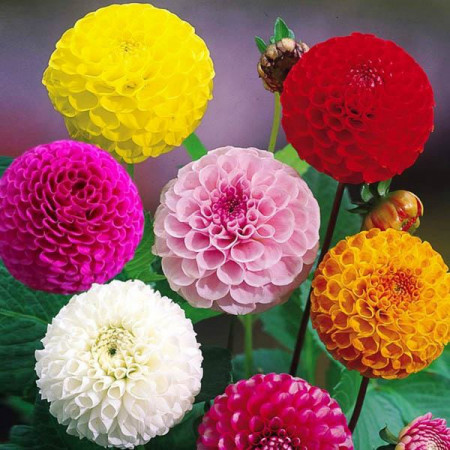 Dalie Pompon mix (0,2 g), seminte plante decorative Dahlia variabilis, flori globulare, mici, foarte rezistente, Agrosem
