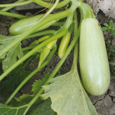 Dovlecei zucchini Greta F1 (1,5 g), seminte hibrid timpuriu, dovlecel fara vrej, Agrosem