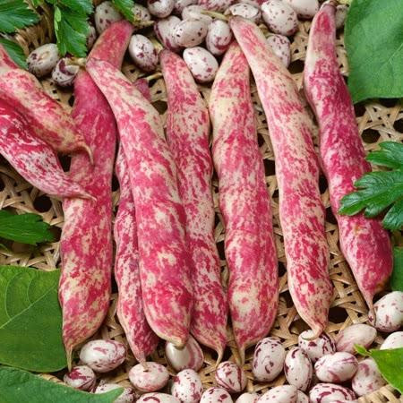Fasole pitica Borlotto Lingua di Fuoco (100 g), seminte soi timpuriu, fasole oloaga tarcata, bej cu bordo, Agrosem