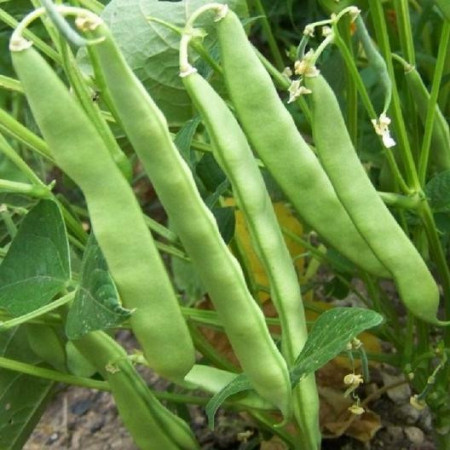 Fasole pitica Roma II (10 g), seminte soi semitimpuriu, fasole oloaga verde lata, fara ate, gustoasa, Agrosem