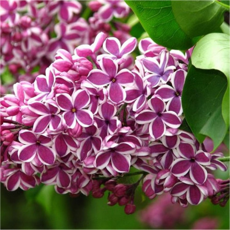 Liliac Sensation (1 butas), liliac flori parfumate, mov cu margini albe ...