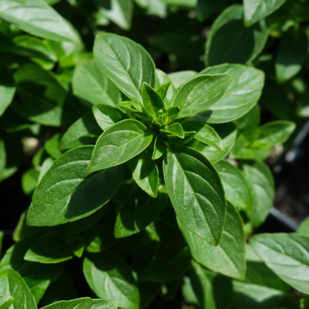 Busuioc (1 g), seminte planta aromatica busuioc verde, Mefim Agro
