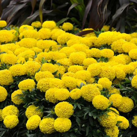 Craite pitice flori mari galbene (0,2 g), seminte planta ornamentala Tagetes erecta nana, Agrosem