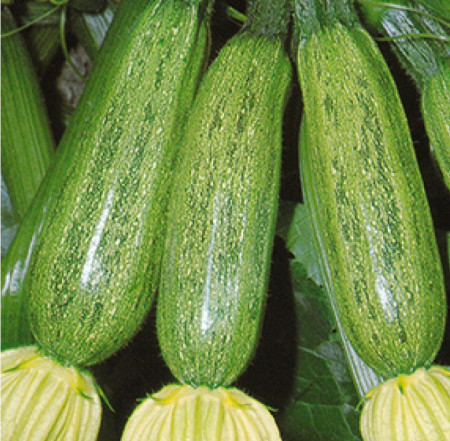 Dovlecei zucchini Greyzini F1 (2 g), seminte hibrid timpuriu, dovlecel fara vrej, Agrosem