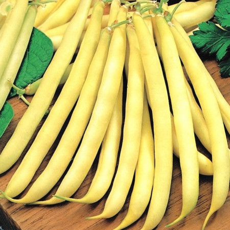 Fasole pitica Maxidor (100 g), seminte soi timpuriu, fasole oloaga galbena cilindrica, pastai crocante, Agrosem