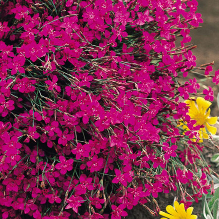 Garofite de Stanci roz (0,15 g), seminte planta ornamentala perena Dianthus deltoides, garofite parfumate, roz-purpuriu, Agrosem