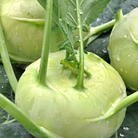 Gulie Vienna White (5 g), seminte soi gulii alb-verzui, miez alb, gust placut, Prima Sementi