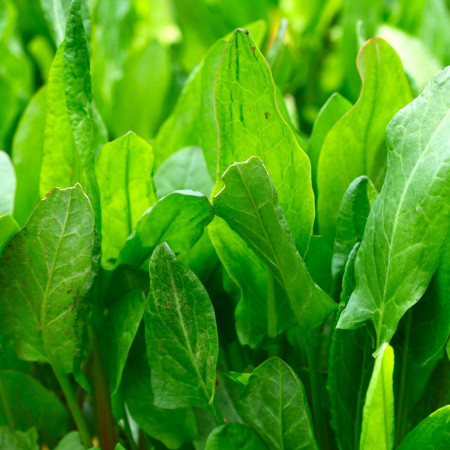 Macris (1 g), seminte planta anuala Rumex acetosa, frunze verzi, mari, acrisoare, Mefim Agro