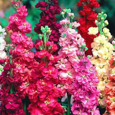 Mixandre amestec (0,3 g), seminte plante ornamentale anuale Matthiola incana, flori parfumate, inflorire pana toamna tarziu, Nova Sem