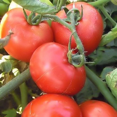 Rosii Heinz 1350 (0,4 g), seminte soi timpuriu determinat, tomate rotunde, coacere uniforma, Agrosem