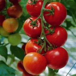 Rosii Kecskemeti 3 F1 (20 seminte), seminte hibrid timpuriu determinat, tomate gustoase, tari, rezistente la transport, Kertimag