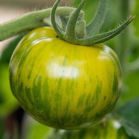 Rosii Smarald (0,2 g), seminte soi timpuriu nedeterminat, tomate atractive verzi striate, gust placut, Agrosem