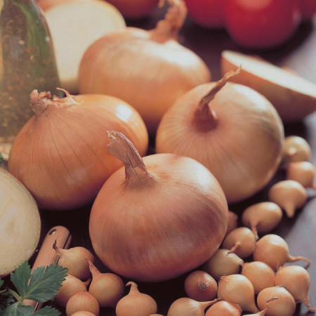 Ceapa pentru arpagic Stuttgart Giant (2 g), seminte soi pentru arpagic si ceapa galbena, pulpa alba, Agrosem
