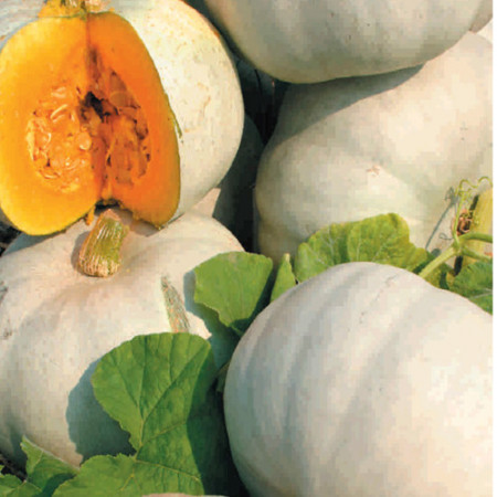 Dovleac de copt Tudor (4 seminte), seminte soi productiv dovleac rotund-turtit, coaja gri, miezul portocaliu, dulce, Agrosem