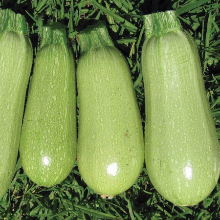 Dovlecei Italian Light Green (3 g), seminte soi dovlecel cilindric, coaja verde deschis, miez alb, Agrosem