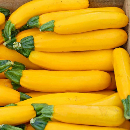 Dovlecei zucchini Golden F1 (1,5 g), seminte hibrid timpuriu, dovlecel galben, miez alb, gustos, Agrosem