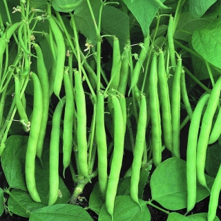 Fasole pitica Processor (100 g), seminte soi timpuriu, fasole oloaga verde cilindrica, gust placut, Agrosem