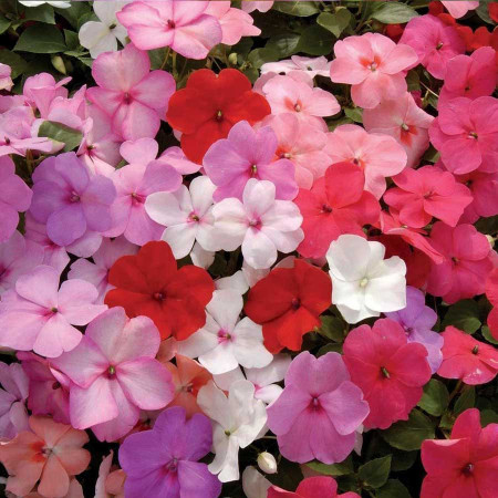 Impatiens-Sporul Casei mix (0,05 g), seminte planta ornamentala anuala Impatiens walleriana, flori multe, intens colorate, Agrosem