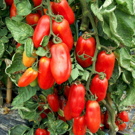 Rosii San Marzano 2 (0,4 g), seminte soi semitardiv nedeterminat, tomate ovale, zemoase, gustoase, Agrosem