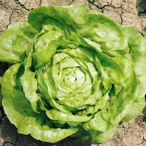Salata Winter Butterkopf (2,5 g), seminte soi capatana galben-verzuie, frunze ondulate, Kertimag